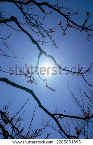 Cherry Blossom Branches Sun Backlight