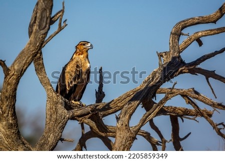 Tawny Eagle standing on a log in Kgalagadi transfrontier park, South Africa ; Specie Aquila rapax family of Accipitridae