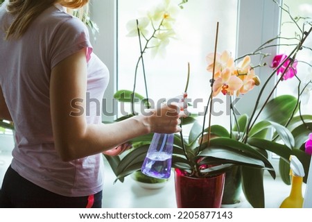 Woman caring for potted flowers on a windowsill. Orchid bloom. watering Royalty-Free Stock Photo #2205877143