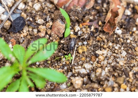 A pill bug on the wet soil