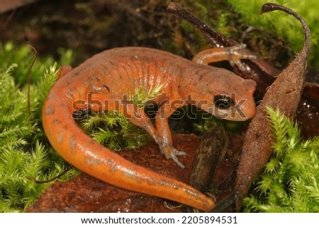 Closeup on a colorful red Ensatina eschscholtzii salamander of the intermediate form occuring in North California, sitting on green moss