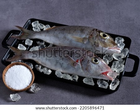 Fresh "Belacung" Fish on black square tray with ice shards and a cup of salt on dark grey background. Lethrinus. Lethrinus Rubrioperculatus. Lethrinus Onartus. Lethrinus Olivaceus. Raw Food. Protein. Royalty-Free Stock Photo #2205896471