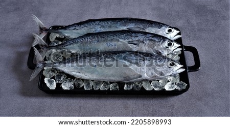 Fresh Small Tuna Fish on black square tray with dark grey background. Euthynnus affinis. In Indonesia also known as Tongkol. Tongkol is a group of small tuna fish with elongated body characteristics.