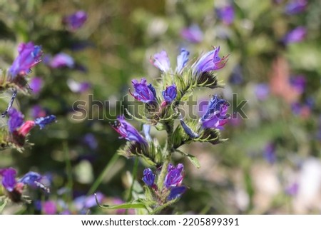 Echium vulgare in the park of schynige platte  Royalty-Free Stock Photo #2205899391