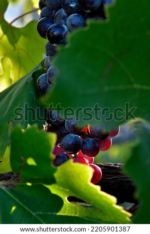 Pictures of Nebbiolo grapes in Valtellina, on the italian Alps
