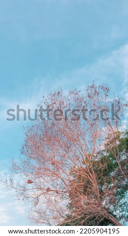 Atmosphere calm sky cloud panorama background Dry tree branches Autumn summer end progress regress life concept