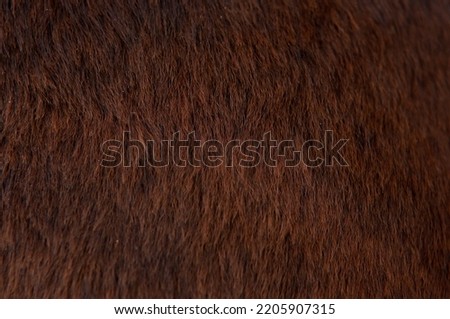 Beautiful spotted fur close-up. Texture of brown animal wool. Dog fur. Royalty-Free Stock Photo #2205907315