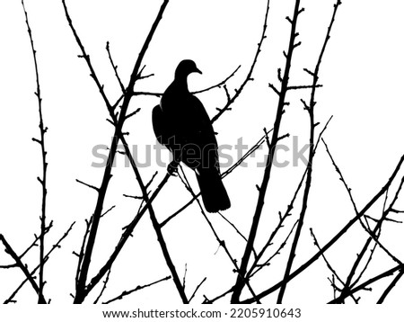 Black silhouette of dove on branches on white backgound
