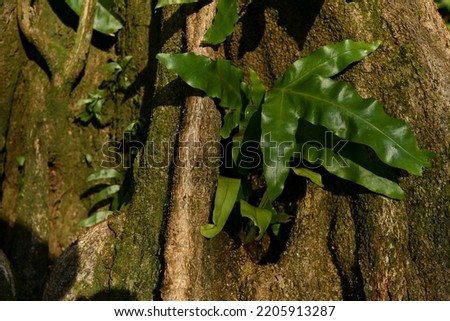 A fern growing on a tree