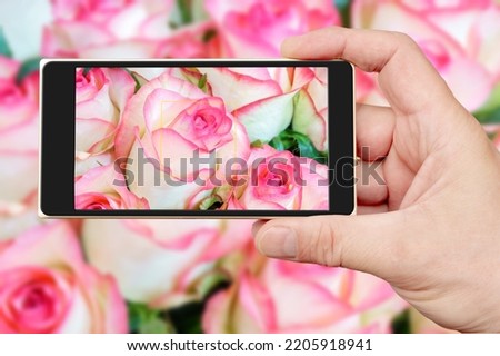 Natural background of beautiful pink roses on the smartphone screen. Fresh flowers.