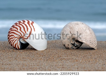A Cymatoceras ammonite (right) excavated from Cretaceous level strata in the Tulear region of Madagascar pictured here with a “modern” Nautilus Shell (Left).  