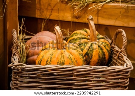 pumpkins in a basket on a wooden background. halloween