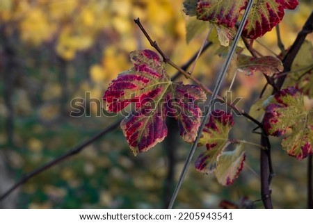 close up of tree leaf in autumn. focus on yellow and red leaf. the leaves that change color in autumn