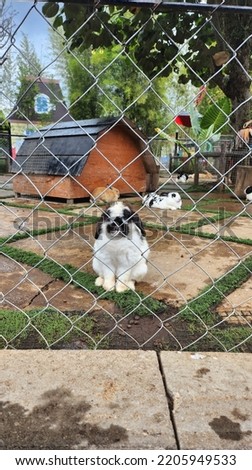 A white-black Holland Lop rabbit sit nicely behind wire fence after rain