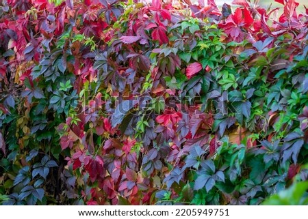 colorful leaves of wild grapes in autumn