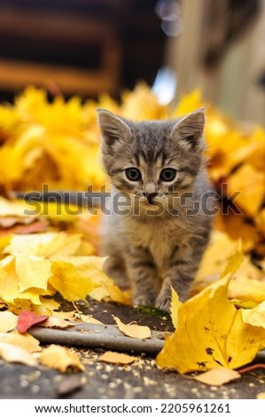kitten in yellow autumn leaves Royalty-Free Stock Photo #2205961261