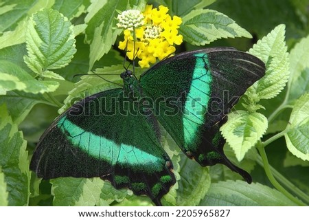 Closeup of colorful Emerald Swallowtail Butterfly (Papilio palinurus) feeding on nectar from yellow flower. Native to Southeast Asia, this butterfly has vibrant bands of iridescent green on its wings.