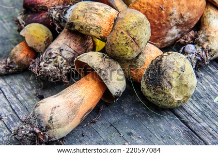 Picture of forest wild mushrooms on the table.
