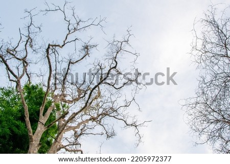 Tree with only branches against Clear Sky