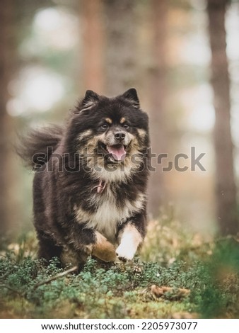 Sharp focused Finnish lapphund dog pictures