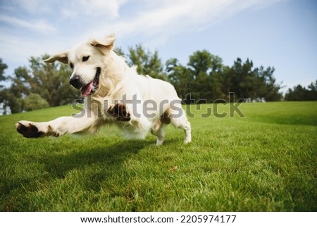 Golden Retriever plays with a ball.A beautiful dog walks in a clearing. puppy runs in the park.A trained dog performs tricks.A joyful dog in the forest.An obedient labrador walks. dog sitting on grass Royalty-Free Stock Photo #2205974177