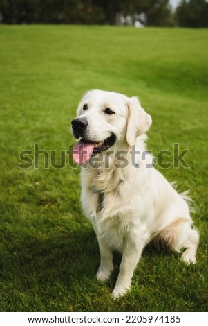 Golden Retriever plays with a ball.A beautiful dog walks in a clearing. puppy runs in the park.A trained dog performs tricks.A joyful dog in the forest.An obedient labrador walks. dog sitting on grass Royalty-Free Stock Photo #2205974185