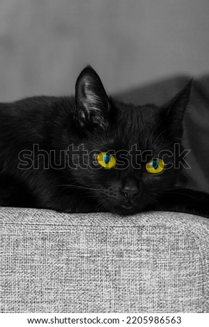 a black cat in a black and white photo with yellow colored eyes