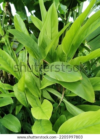 Lush greeen bamboo leaves background.
