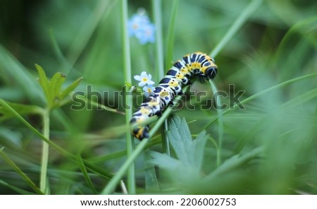 Caterpillar of a lettuce shark laying on a stalk. Moth colorful caterpillar with long thin body. Caterpilar on green grass stalk with blue forget-me-not blurred in the background. Horizontal picture.