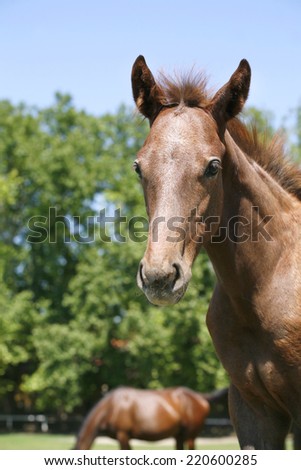 	Head-shot from a baby horse. 	Portrait of a pretty foal in summer pasture.