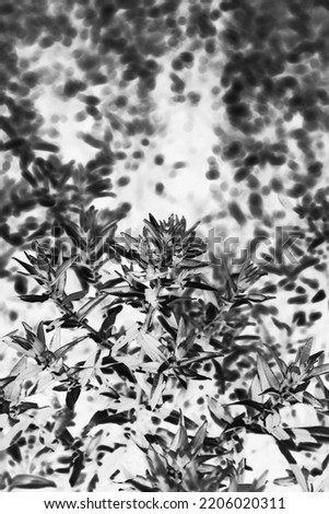 Beautiful summer leafy plants growing in the sunny meadow in a black and white monochrome film negative.