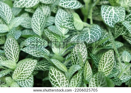 Close up fittonia plant leaves. Green leaves background. Selective focus area.