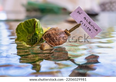 photography of a snail walking on glass with the flat for sale sign, creative photo