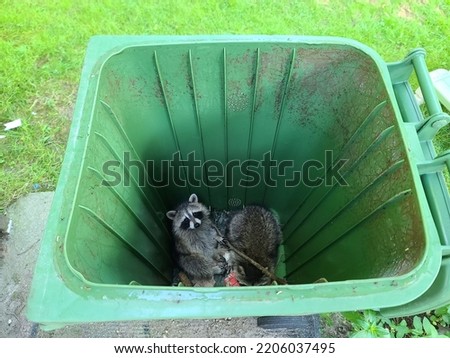 A top down closeup view of two raccoons that are stuck inside of a green bin. Royalty-Free Stock Photo #2206037495