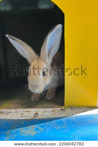 A cute rabbit in the colorful cage