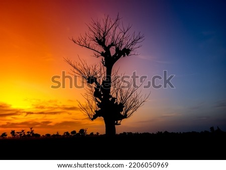 Silhouette of a dry tree whose leaves fall during the dry season in Africa, the atmosphere of the twilight sky is blue, purple and golden orange with a silhouette tree. Natural landscape at sunset 