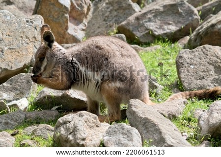 this is a young yellow footed rock wallaby is eating a carrot