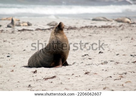 the male sea lion is walking on the beach looking for a place to rest