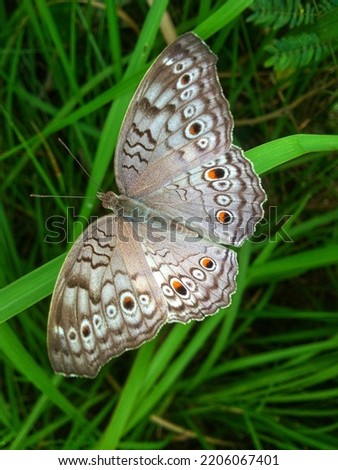 A butterfly with beautiful brown wings, perched on the leaves