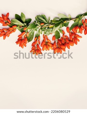 Barberry branch with red berry and green leaves on beige background, top view. Ripe fresh berries, healthy and aromatic spice for food. Barberry natural food, vertical still life photo, copy space