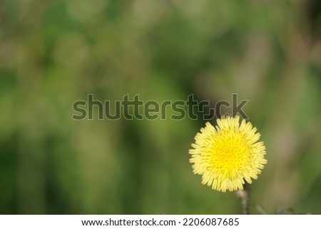 Sonchus oleraceus is a species of flowering plant in the tribe Cichorieae of the family Asteraceae.common names includes sowthistle, sow thistle, smooth sow thistle, annual sow thistle, hare's colwort Royalty-Free Stock Photo #2206087685