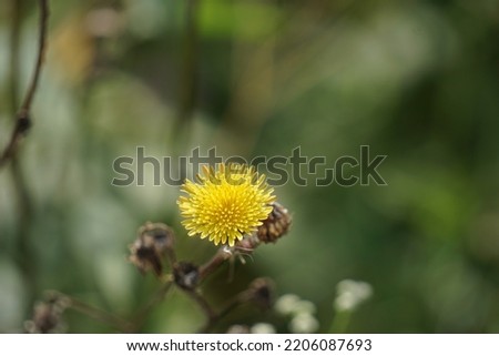 Sonchus oleraceus is a species of flowering plant in the tribe Cichorieae of the family Asteraceae.common names includes sowthistle, sow thistle, smooth sow thistle, annual sow thistle, hare's colwort Royalty-Free Stock Photo #2206087693