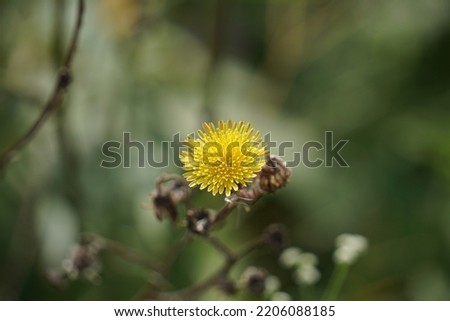 Sonchus oleraceus is a species of flowering plant in the tribe Cichorieae of the family Asteraceae.common names includes sowthistle, sow thistle, smooth sow thistle, annual sow thistle, hare's colwort Royalty-Free Stock Photo #2206088185