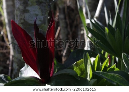 Close up of trillium flower, with lupin leaves and cherry tree bark in background. This is a woodland style theme in a garden, imitating natural ecosystems. Trillium is a spring flowering plant.