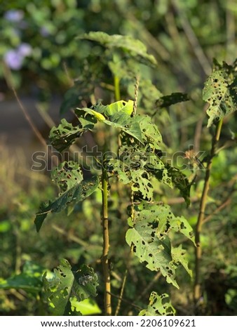 A picture of kangkung sabrang leaves which have been eaten by caterpillar.