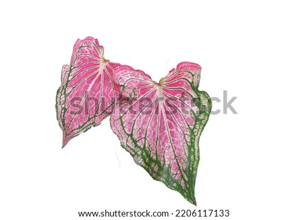beautiful leaves, bonsai, ornamental plants, leaves isolated on a beautiful white background