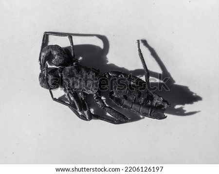 black and white picture of new scorpion species