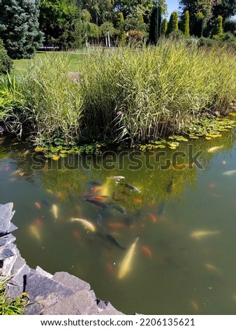 Decorative fish of different colors and sizes swim in a lake in a city park near thickets