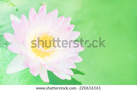 Lotus flowers with pastel tones.