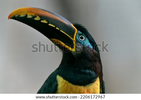 The chestnut eared aracari is a species of bird in the toucan family. It occurs exclusively in South America and has a very large distribution area there.